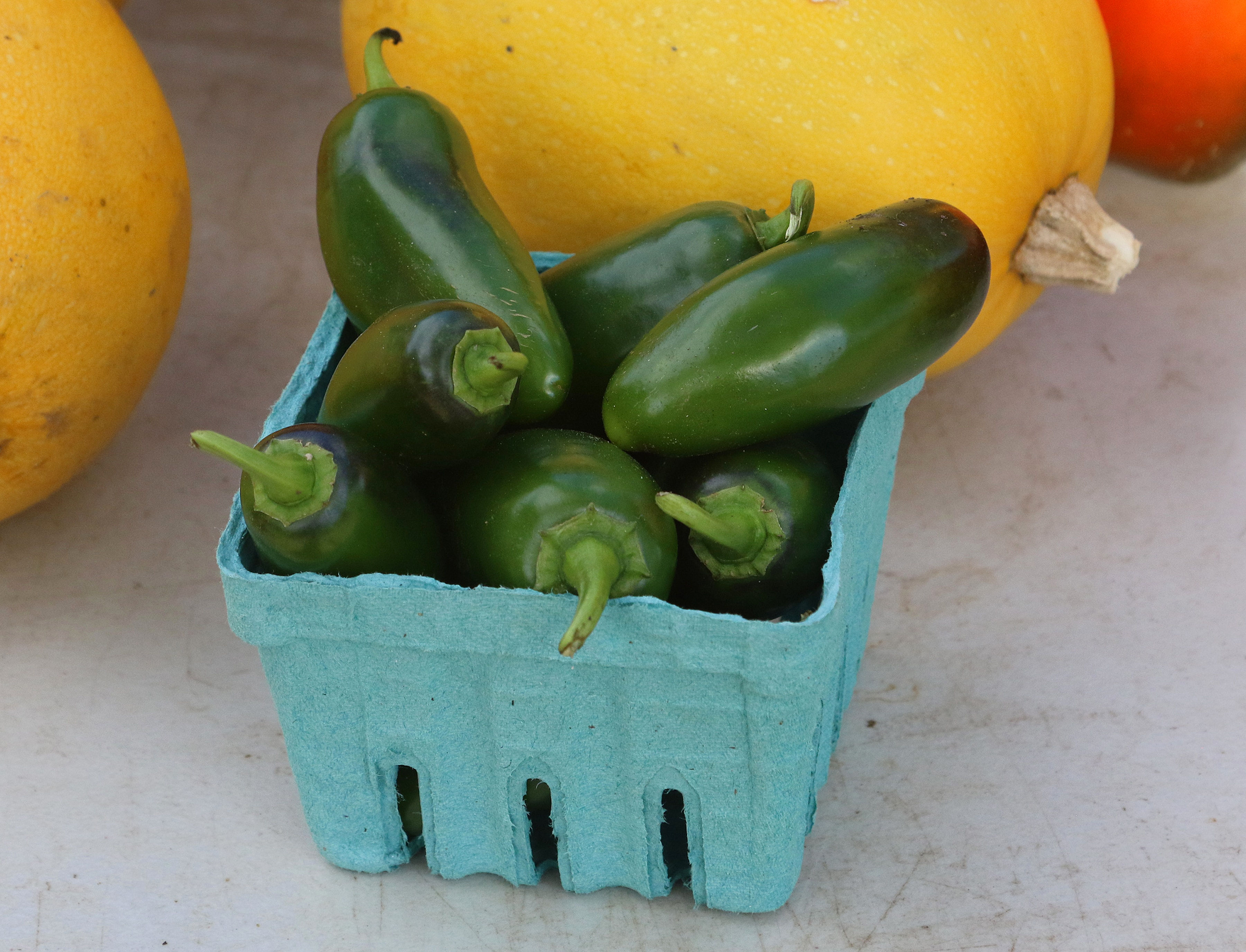 Jalepeno Chile Pepper Seedling