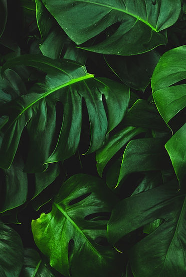 Image by Josefin