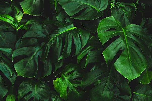 Image by Josefin