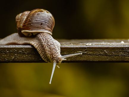 Don Caracol