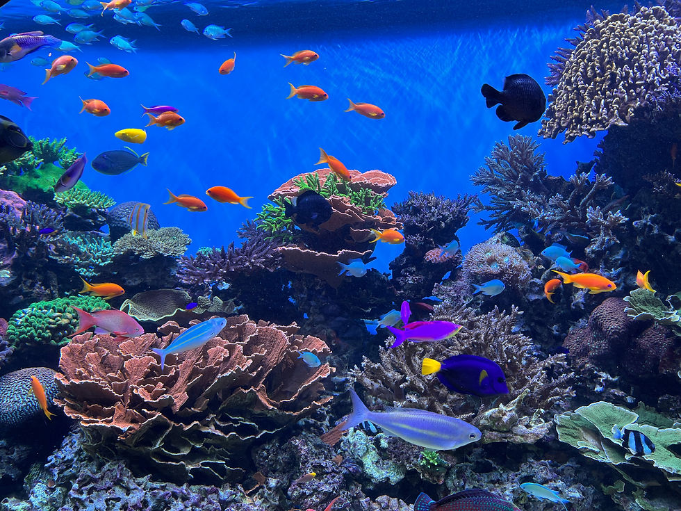 Eye-level view of vibrant coral reef with tropical fish