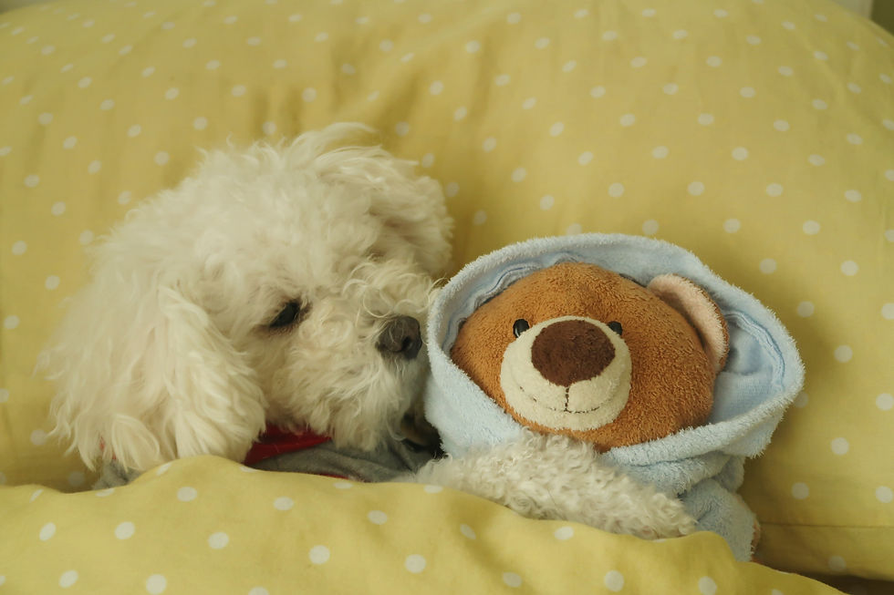 Maltipoo breeder - The doodle club