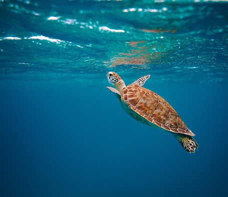 Image by David Troeger