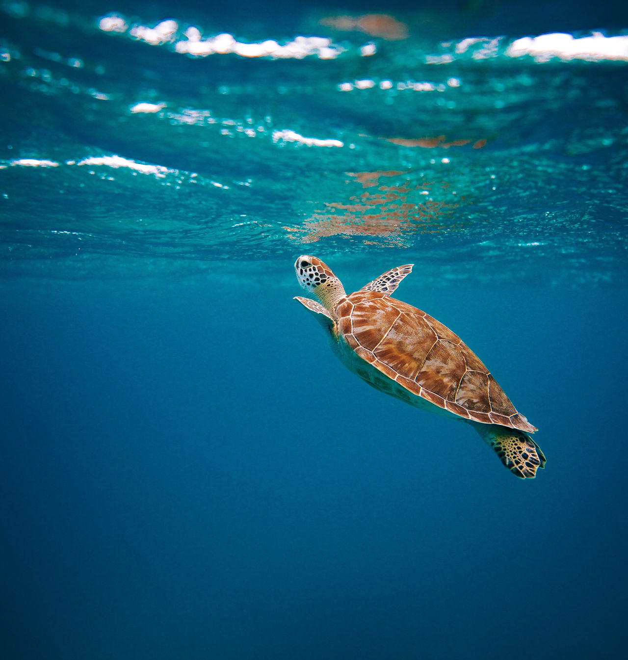 Image by David Courbit