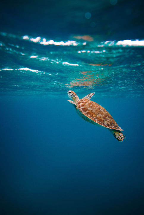 Plongée à Bunaken