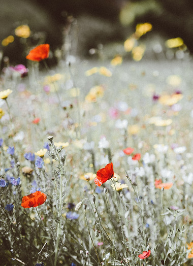 Image by Annie Spratt