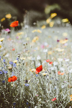 Image by Annie Spratt