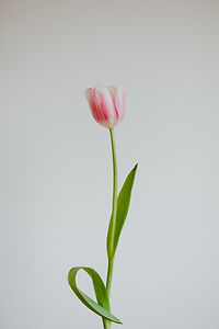 Image by Simona Sergi