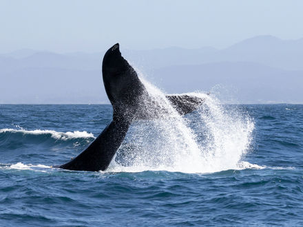 Ultimate Guide to Whale Watching in Cabo San Lucas