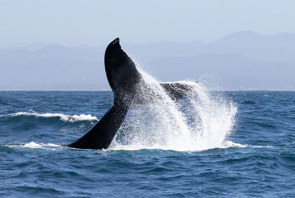 Image by Zac Bowling