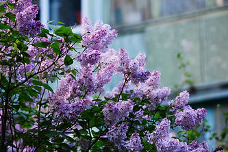 Image by Liana S