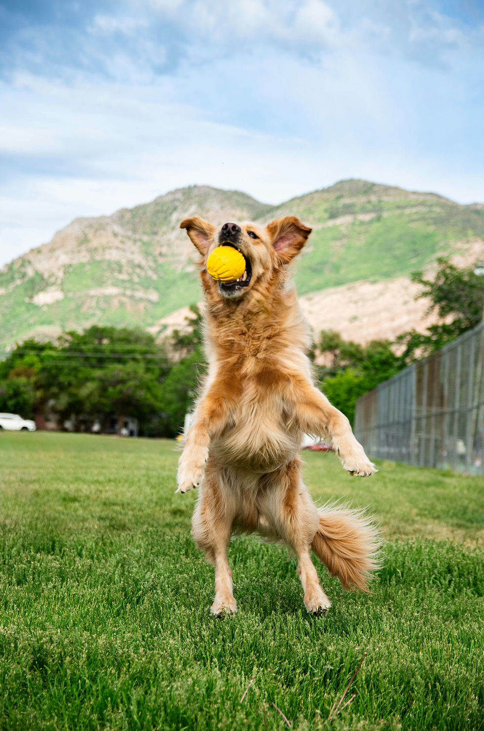 High-angle view of an automatic tennis ball launcher in action