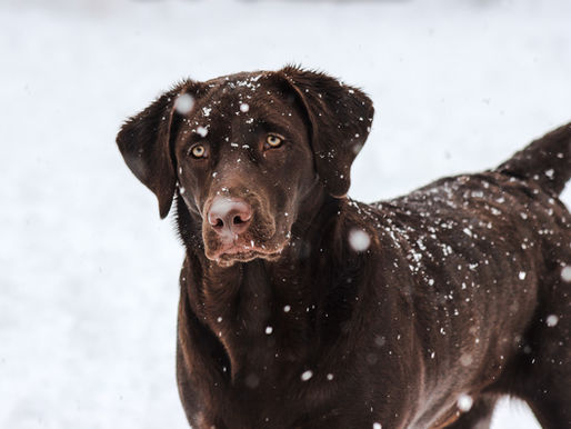 Hypothermia in Dogs: What It Is, What to Watch For, and What to Do