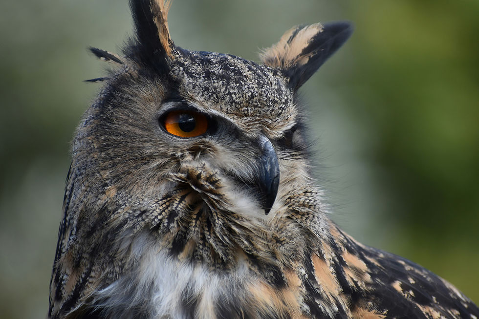 Great Horned Owls live year-round in Sudbury