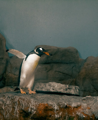 Image by Sofia Rotaru