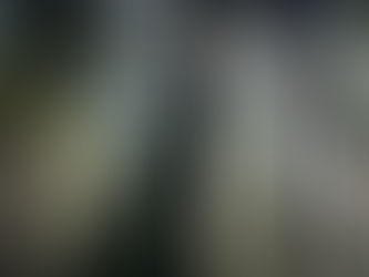 Sunlight coming through the tree canopy