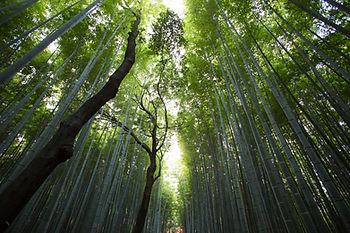 Tall bamboo grove viewed from below.