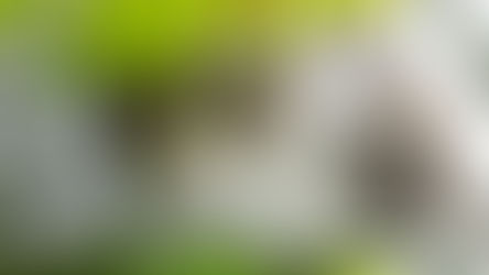 Tips and Tricks for Working with Shy Cats