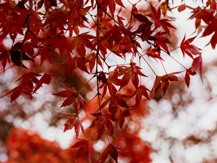 Ce que Novembre murmure...