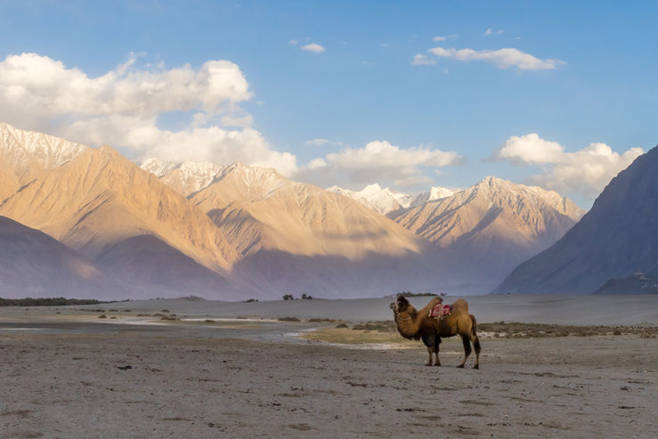 Cammello bactriano solitario nelle pianure sabbiose di Hunder, tra montagne innevate del Ladakh.