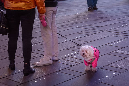 pet care company Brooklyn , dog walker brooklyn, pet sitting services, - Brooklyn Bark