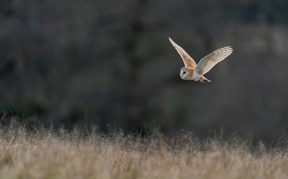 une chouette blanche vole au dessus d'un champ symbolisant la vision supérieure
