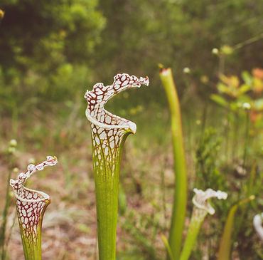Image by Samuel Branch