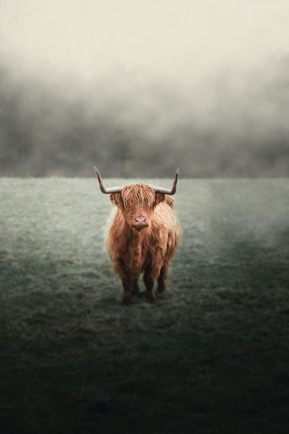 Image by Ola Dybul