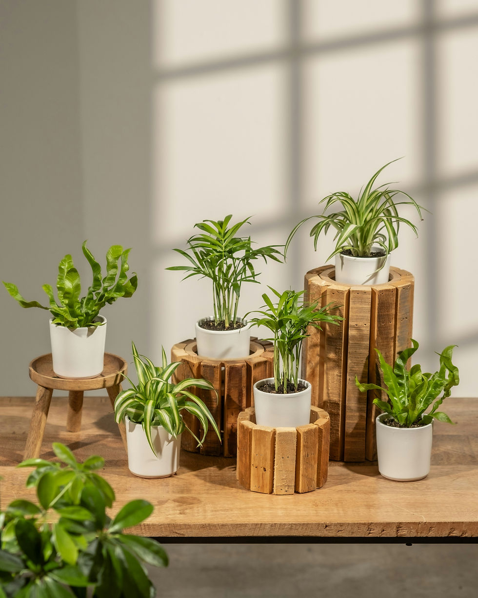 Lush indoor plants to brighten your home or office while bringing freshness, positive energy, and easy care.