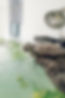 exotic reptile turtle pet sitter