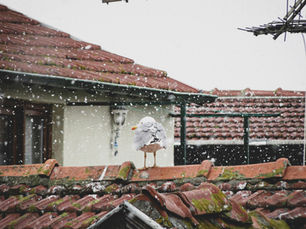 shingle, shingle roofing, shingles on roof, shingle option, roofing, roofer, roofing contractor, craig gouker roofing