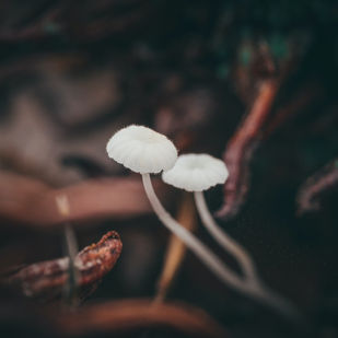 The Body's Intelligence