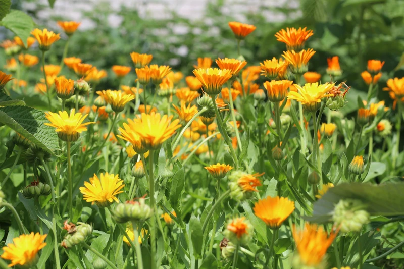 Heilkraut Ringelblume auf einer Wiese in voller Blüte