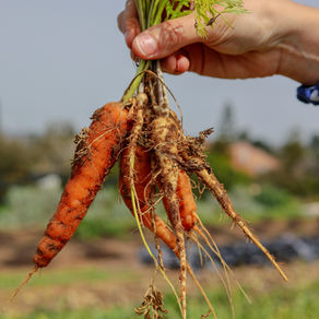 Benessere e Cucina: Rimediare l'Inquinamento Elettromagnetico