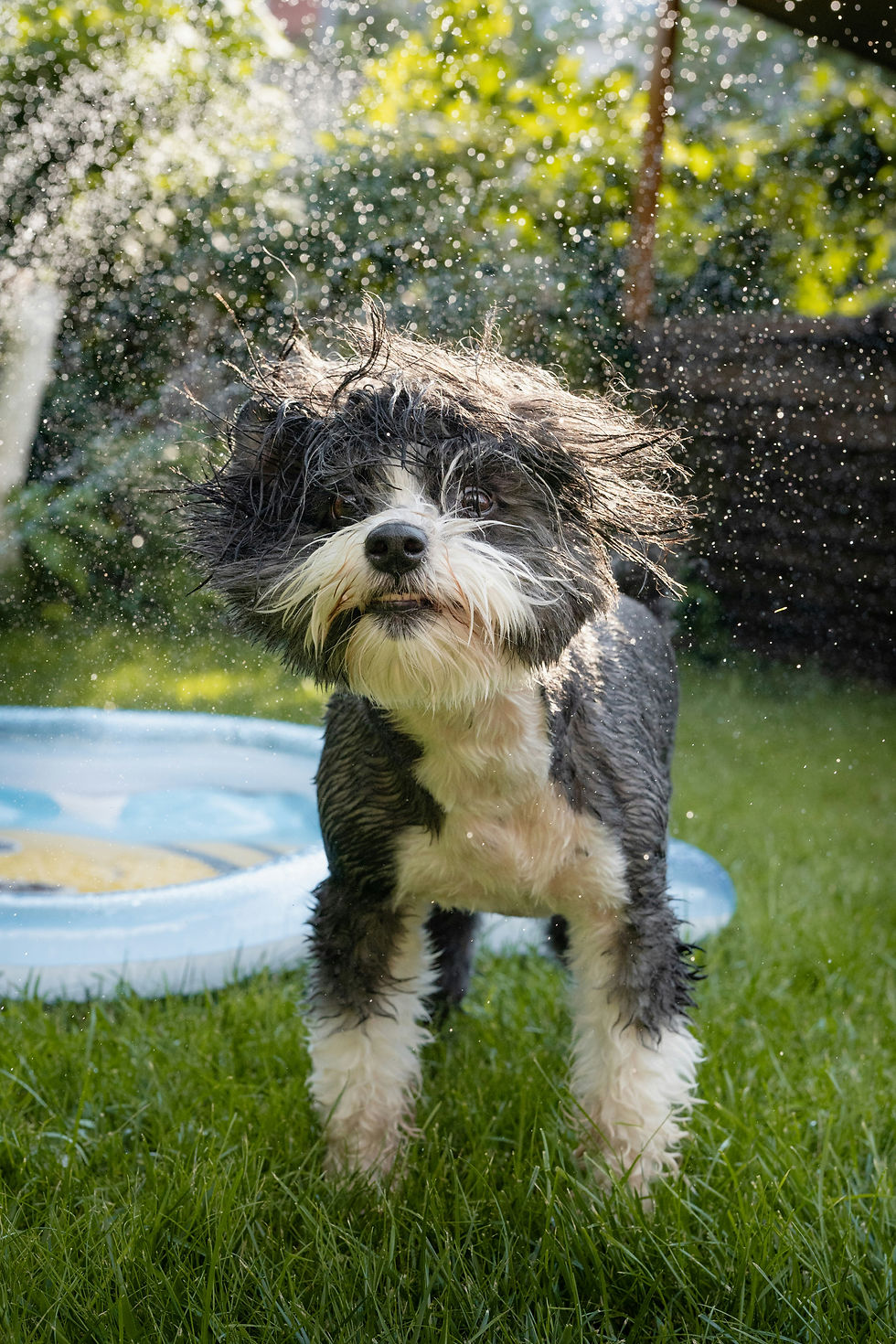 Dog playing in a pool to keep cool