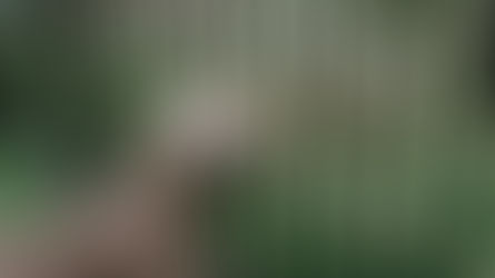 Pet-Friendly Fencing Solutions: Keeping Your Furry Friends Safe