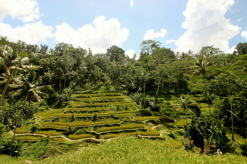 Lush green rice terraces under a clear blue sky, surrounded by dense tropical trees and palms, evoke a serene, natural landscape.