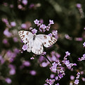 Image by Xuan Nguyen