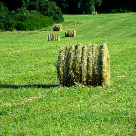 Round bales of hay
