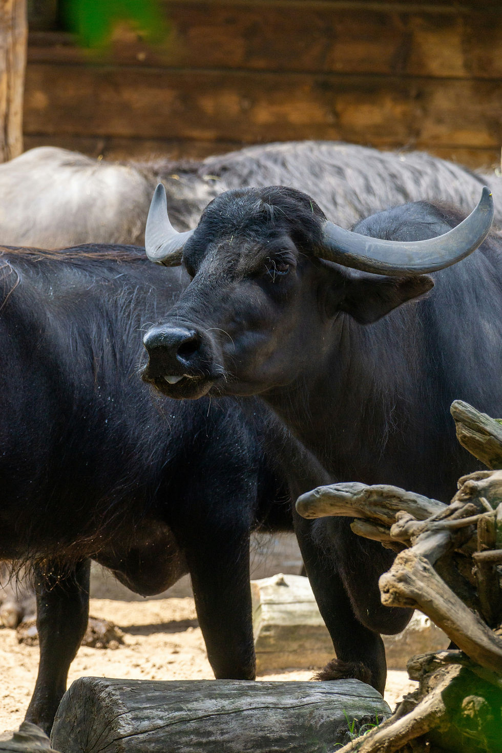 Thumbnail: Grass-Fed Cheese trio – Delivered to Your Door