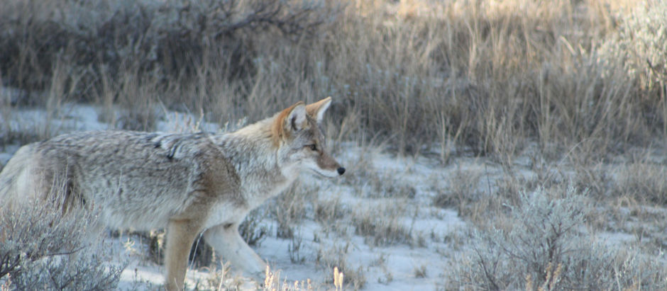 Wildlife Advisory & PSA