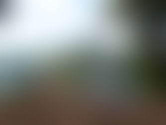 tree stump https://unsplash.com/@garyhtou?utm_source=wix-media-manager&utm_medium=referral