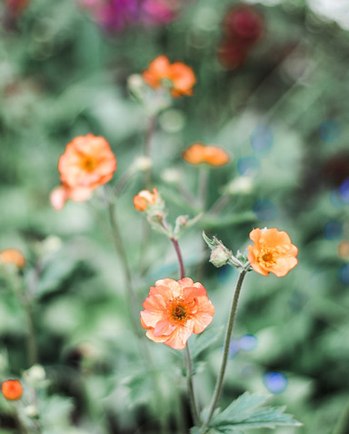 Image by Jessica Johnston