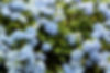 Mistletoe IV Therapy at Willow Naturopathic & IV Clinic in London, Ontario.
