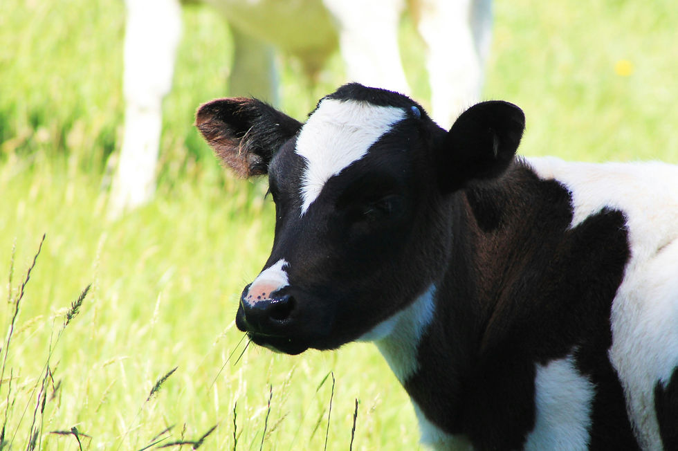 Cotizacións da central agropecuaria de Silleda deste martes, 19 de maio 2026