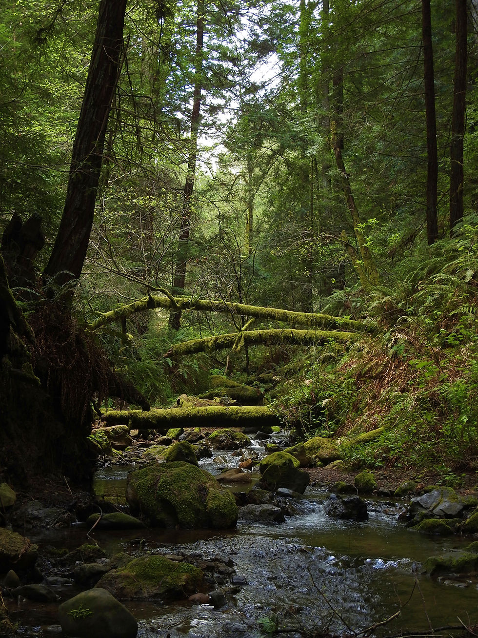 Thick forest under a path