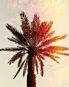 Sunlit palm - unsplash photo credit to the talented Daniil Perunov