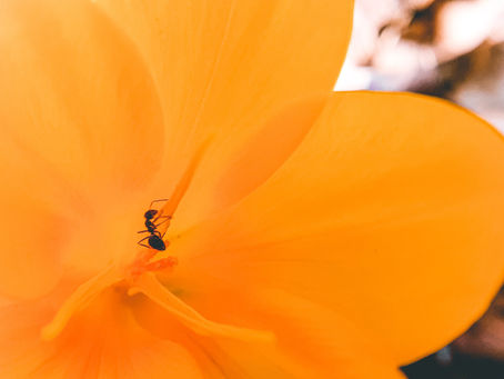 It is He who has Created the Great and the Small