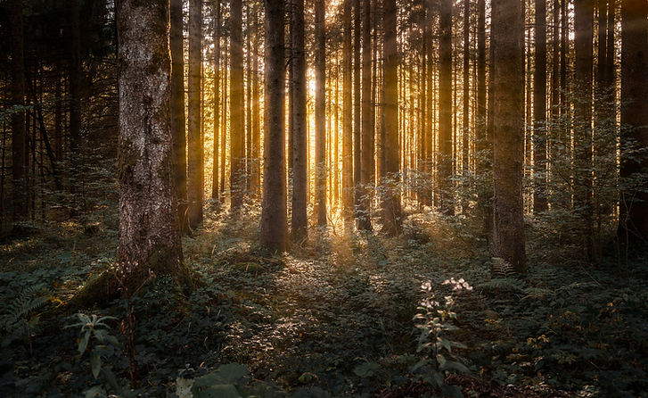 Image by Maximilian Jaenicke