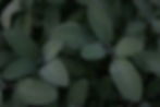 salvia